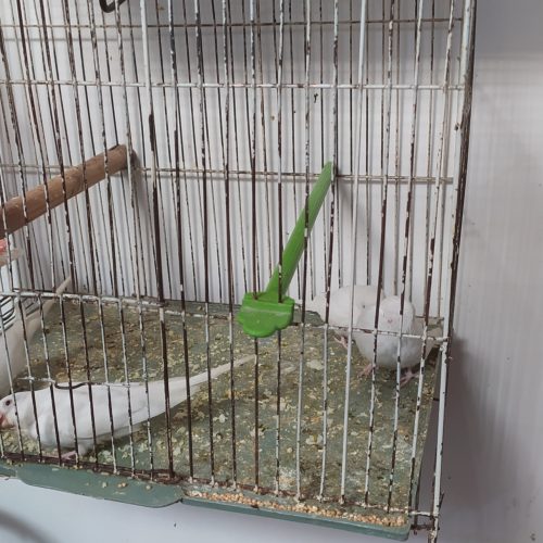 5تا جوجه مرغ عشق آلبینو