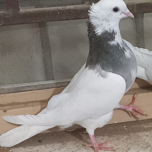 فروش یک عدد نر طوقی همه چیز تمام