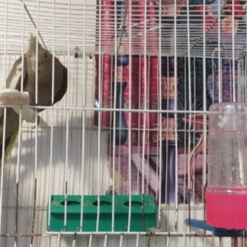 5تا جوجه مرغ عشق آلبینو