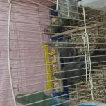 پرنده سالم و باهوش و بازیگوش