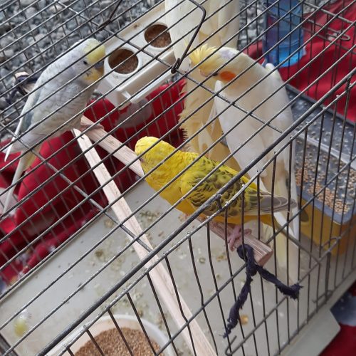 پرنده عروس هلندی