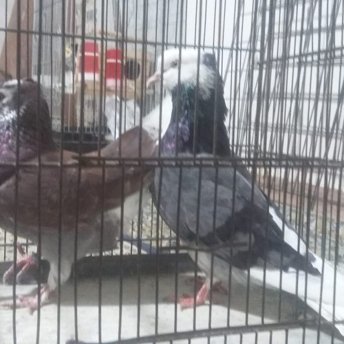 شازده کاکولی نرو ماده سبزو قرمز