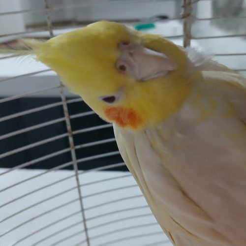 عروس هلندی سرحال نر