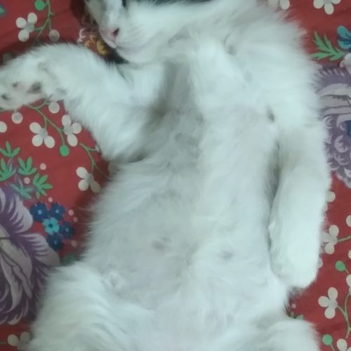 واگذاری گربه