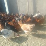 مرغ و خروس به فروش میرسد