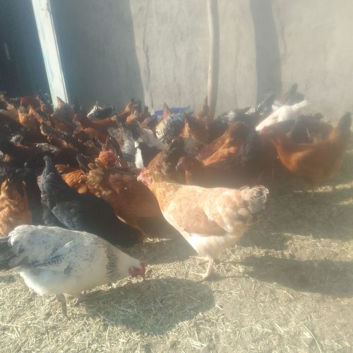 مرغ و خروس به فروش میرسد