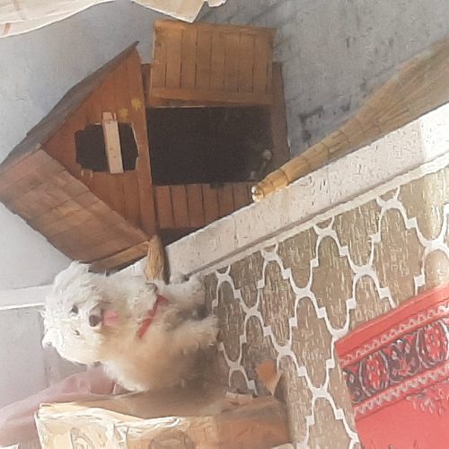 واگذاری سگ تریر