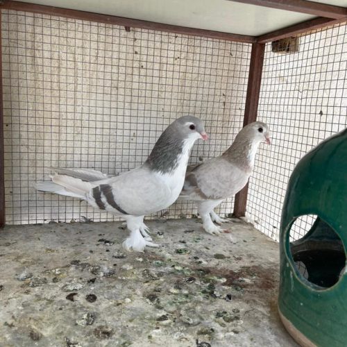 کفتر نقره ای