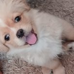 توله پاپی شیتزوکراس