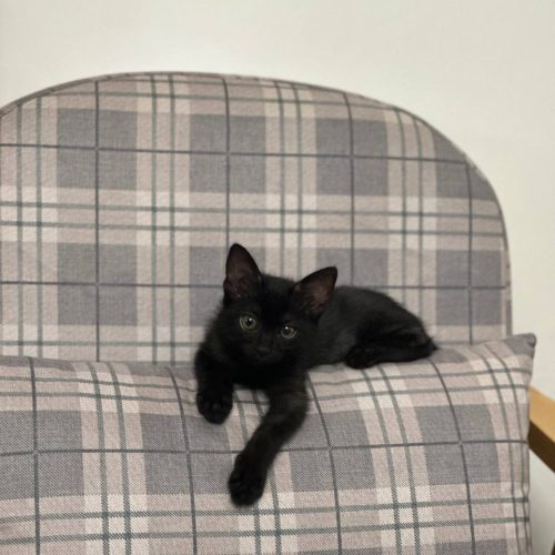 واگذاری گربه مشکی 2 ماهه ، دی اس اچ