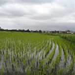 شالیزار در جاده نظامی