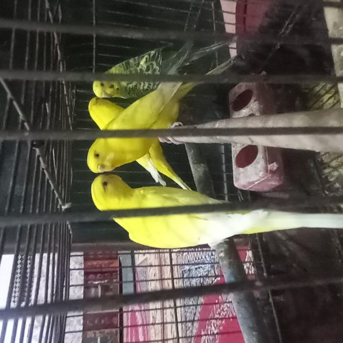 مرغ عشق فروشی