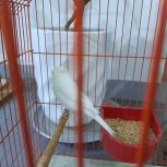 قناری وبلبل