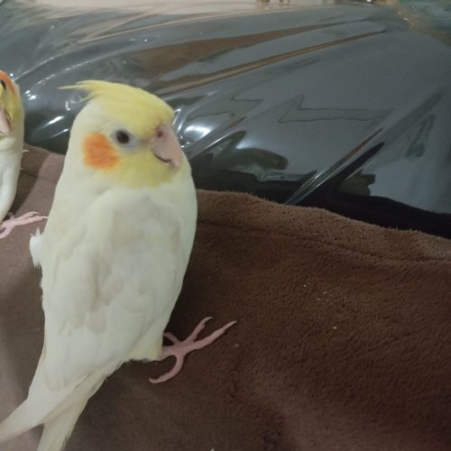 عروس هلندی ماده