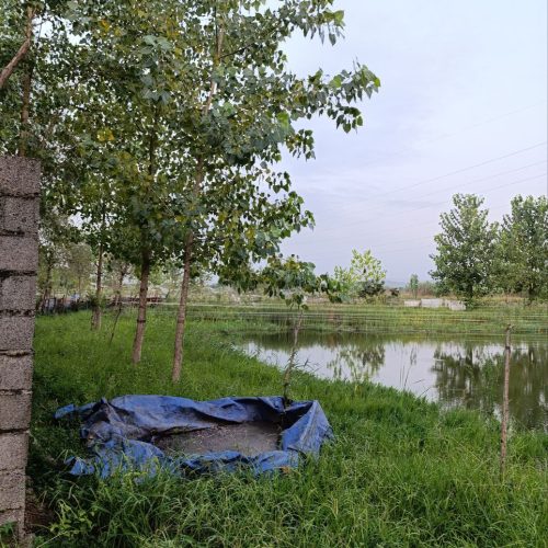 زمین استخر ماهی 3600 متری