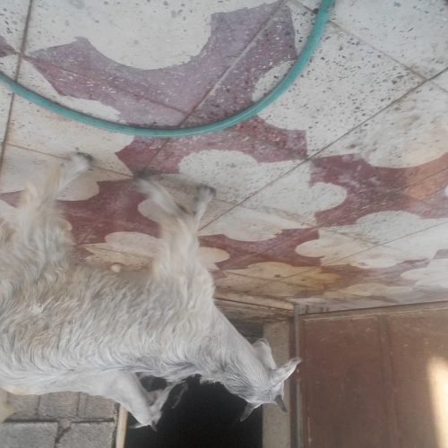 کهره نر وماده