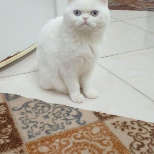 گربه اسکاتیش