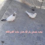 جفت کبوتر