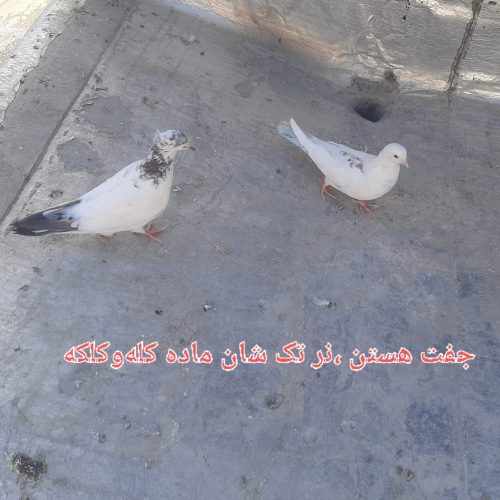 جفت کبوتر