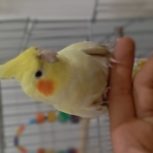 عروس هلندی نرو ماده