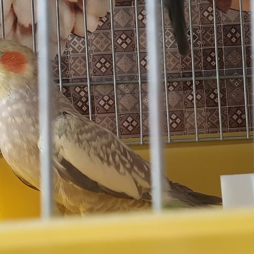 عروس هلندی ماده