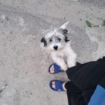 سگ پاکوتاه شیتزو شناسنامه دار