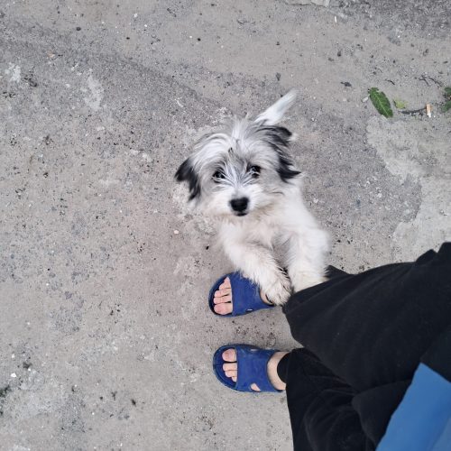 سگ پاکوتاه شیتزو شناسنامه دار