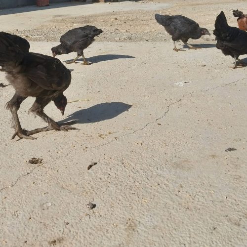 فروش چند عدد مرغ و خروس