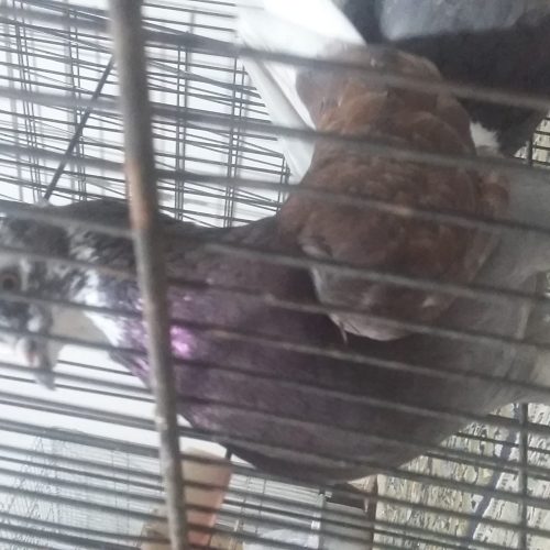 شازده کاکولی نرو ماده سبزو قرمز