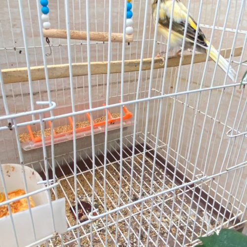 قناری نر مست