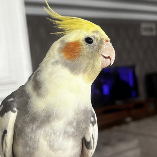 عروس هلندی دستی