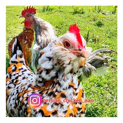 مرغ و خروس گلین لری