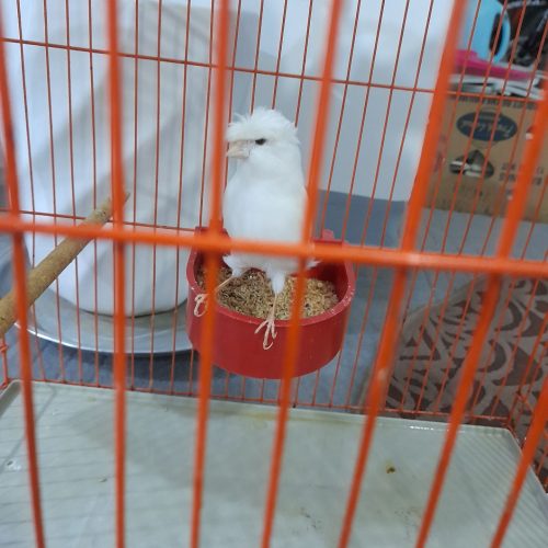 قناری وبلبل