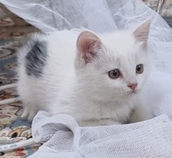 واگذاری بچه گربه 3 ماهه