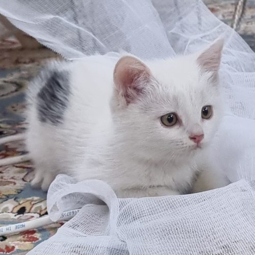 واگذاری بچه گربه 3 ماهه