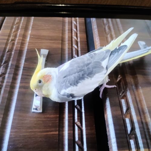 عروس هلندی گم شده