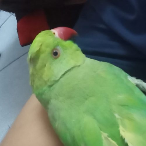 پرنده ملنگو سخنگو