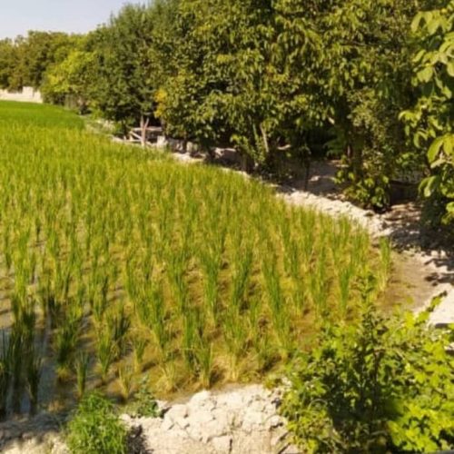 زمین 5هزار هکتار قابل تفکیک قیمت عالی