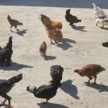 فروش چند عدد مرغ و خروس