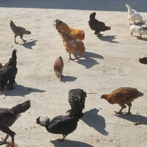 فروش چند عدد مرغ و خروس