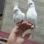 عروس آلبینو