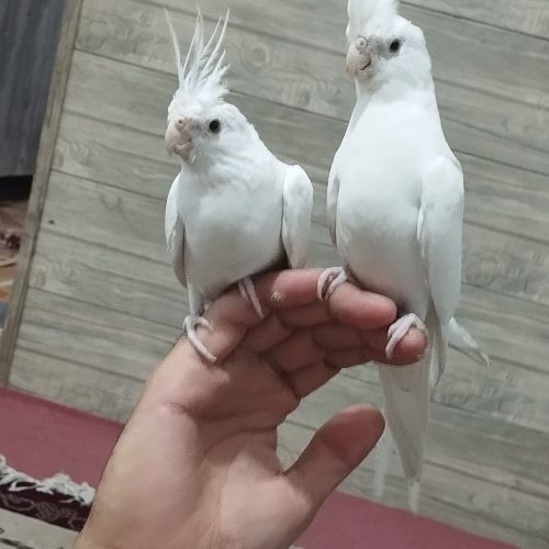 عروس آلبینو