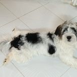 سگ میکس تریر