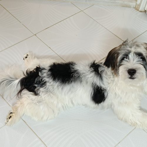 سگ میکس تریر