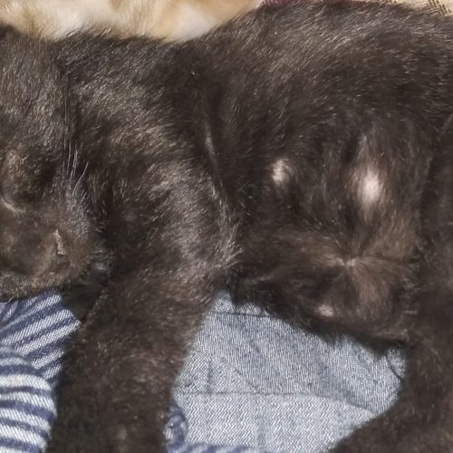 واگذاری گربه