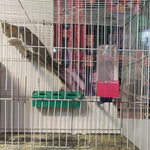 5تا جوجه مرغ عشق آلبینو