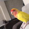 طوطی برزیلی رنگ زرد