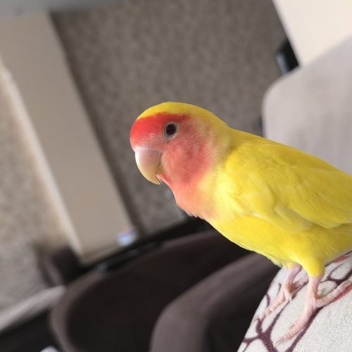 طوطی برزیلی رنگ زرد
