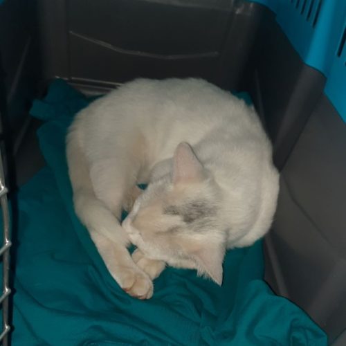 گربه dshو پرشین