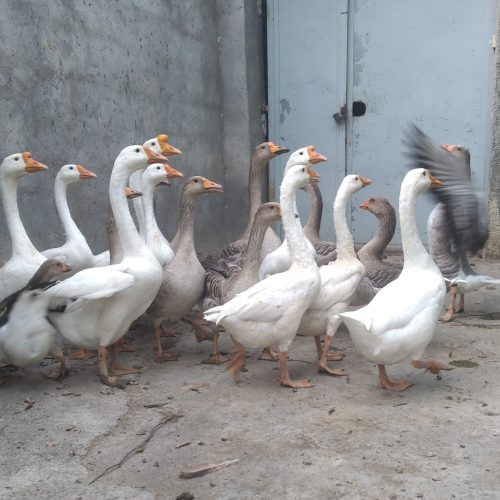 غو چینی و غاز محلی